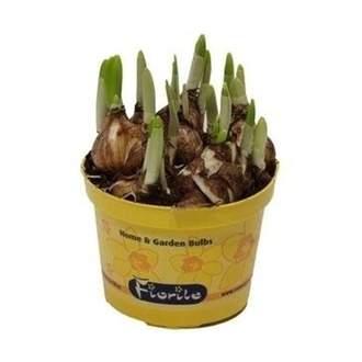 Narcis 'Tete-a-Tete' květináč 12cm