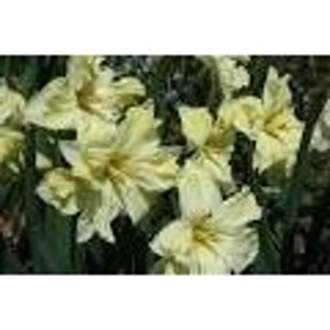 Narcis 'Cassata' květináč 12cm