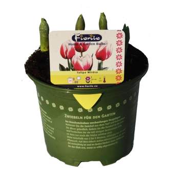 Tulipán 'Toplips' květináč 12cm