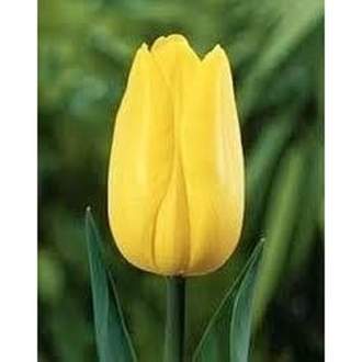 Tulipán 'Strong Gold' květináč 12cm