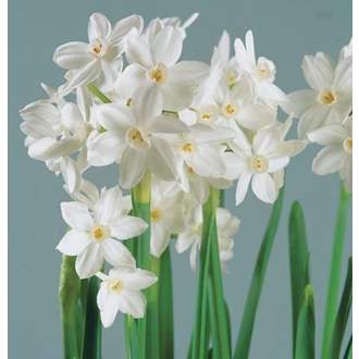 Narcis 'Paperwhite Ziva' květináč 12cm