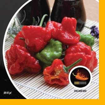 E-shop Paprika chilli Jamaican Rosso PIQUANT