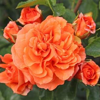 Růže Kordes 'Orangerie' 2 litry
