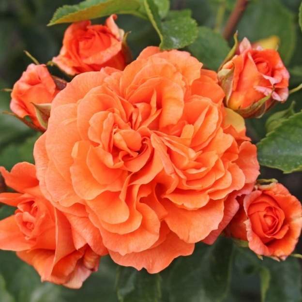 E-shop Růže Kordes 'Orangerie' 2 litry