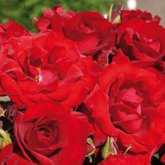 Růže Kordes 'Roter Drache' 2L kontejner