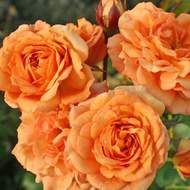 Růže Kordes 'Pálava' 2 litry