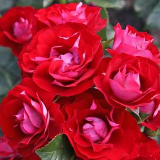 Růže Kordes 'Rose der Einheit' 2L kontejner