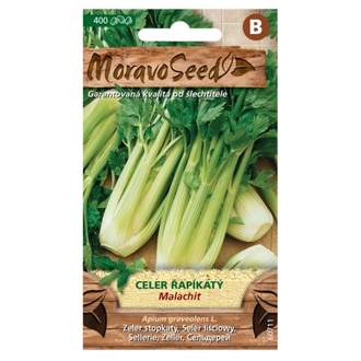 Celer řapíkatý MALACHIT (MS)