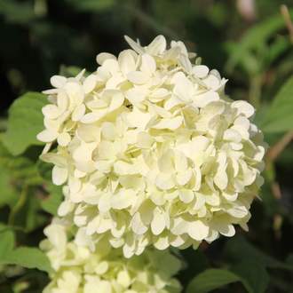 Hortenzie latnatá 'Limelight' květináč 15 litrů, výška 100/125cm, keř