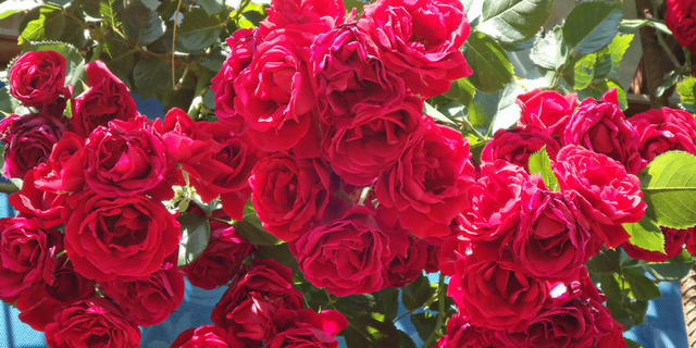 Královna vaší zahrady - Růže Kordes