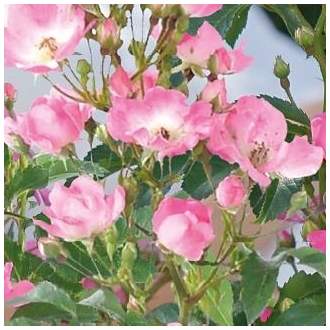 Růže 'Rosy Boom' mix barev 6 litrů