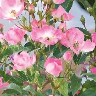 Levně Růže 'Rosy Boom' mix barev 6 litrů