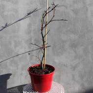 Buk lesní 'Tortuosa Purpurea' květináč 5 litrů, výška 40/60cm, větve od spodu, stromek