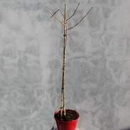 Jinan dvoulaločný 'Denise' květináč 5 litrů, výška 60/80cm, stromek
