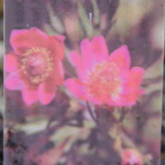 Sasanka severoamerická' Annabella Rose' 9cm
