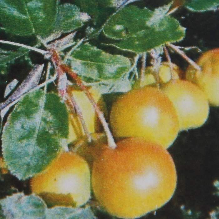 Levně Hruškojeřáb ouškatý květináč 7,5 litru, čtvrtkmen