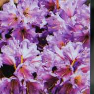 Pěnišník Inkarho® 'Dufthecke Lilac' květináč 5 litrů, výška 30/40cm, keř