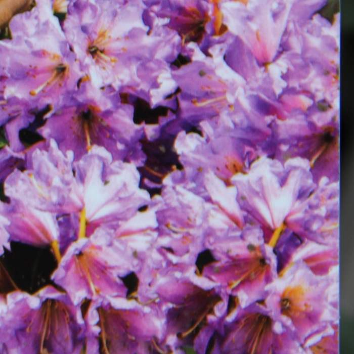 Levně Pěnišník Inkarho® 'Dufthecke Lilac' květináč 5 litrů, výška 30/40cm, keř
