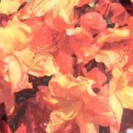 Azalka (KH) 'Glowing Embers' květináč 5 litrů, výška 40/50cm, keř
