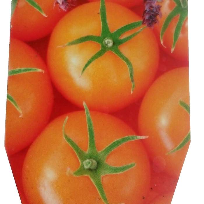 E-shop Rajče 'Queen Orange' neroubované 12cm