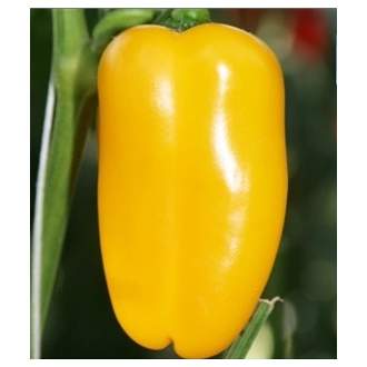 Paprika 'Lubega Mini Yellow' neroubovaná 12cm