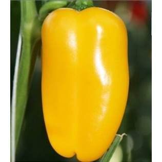 E-shop Paprika 'Lubega Mini Yellow' neroubovaná 12cm