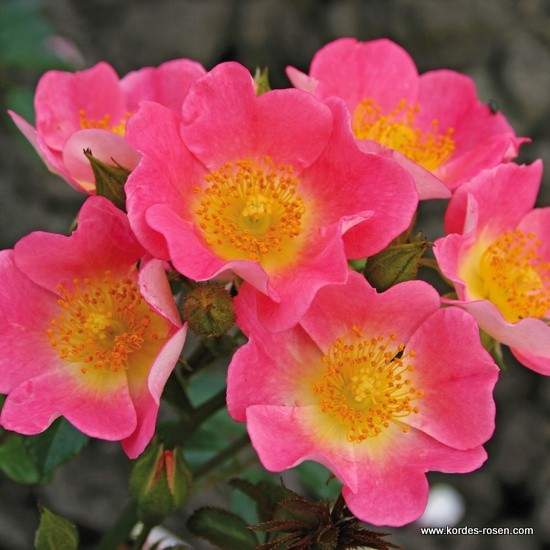 Levně Růže Kordes 'Topolina' květináč 5 litrů