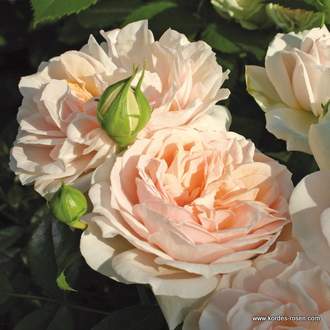 Růže Kordes 'Garden of Roses' květináč 5 litrů