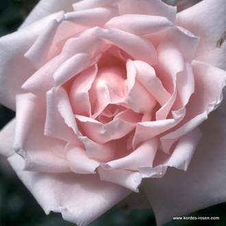 Růže Kordes 'New Dawn' 5 litrů