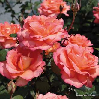 Růže Kordes 'Fairest Cape' 5,5 litru