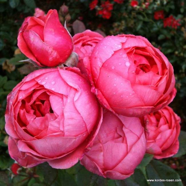 Levně Růže Kordes Parfuma 'Gartenprinzessin Marie-José' květináč 5 litrů
