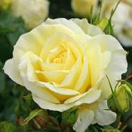 Růže Kordes  'Limona' květináč 5 litrů