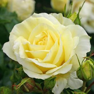 Růže Kordes  'Limona' 5 litrů