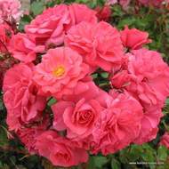 Růže Kordes 'Bad Birnbach' květináč 5 litrů