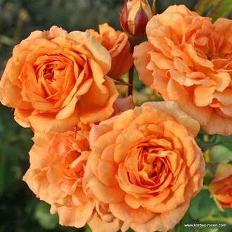 Růže Kordes 'Pálava' kmínek 90 cm