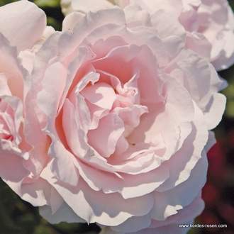 Růže Kordes Parfuma 'Constanze Mozart' kmínek 90 cm