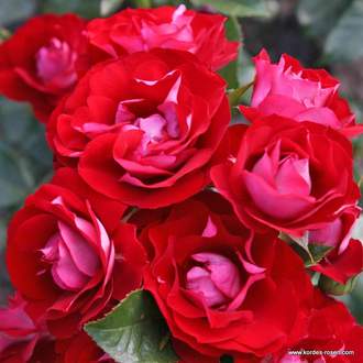 Růže Kordes 'Rose der Einheit' kmínek 90 cm