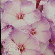 Plamenka latnatá Sweet Summer 'Purple Bicolor'® 9cm