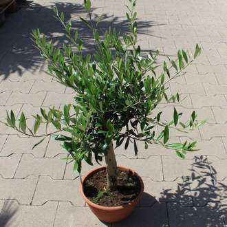 Olivovník evropský květináč 22cm