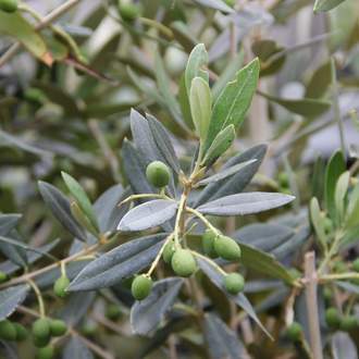 Olivovník evropský 'Frangivento' 14 litrů