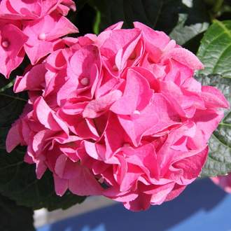 Hortenzie velkolistá růžová 5 litrů