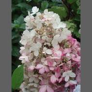 Hortenzie latnatá 'Pinky Winky' květináč 30 litrů, výška 125/150cm, keř