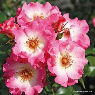 Růže Kordes 'Dolomiti' 2 litry