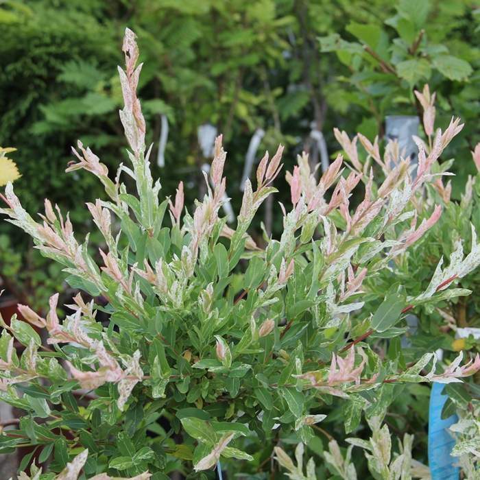Levně Vrba celolistá 'Hakuro Nishiki' květináč 5 litrů, kmínek 100cm, stromek