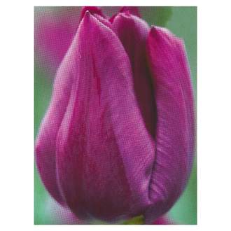 Tulipán 'Purple Lady' 10ks