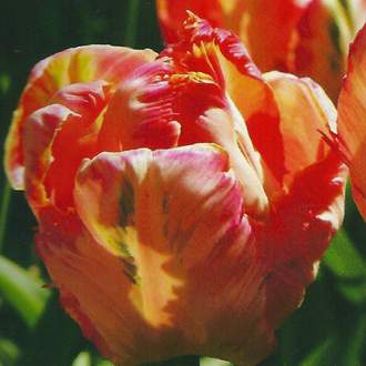 Tulipán 'Apricot Parrot' 10ks