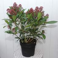 Skimmia japonica 'Rubella' květináč 2 litry, výška 20/30cm, keř