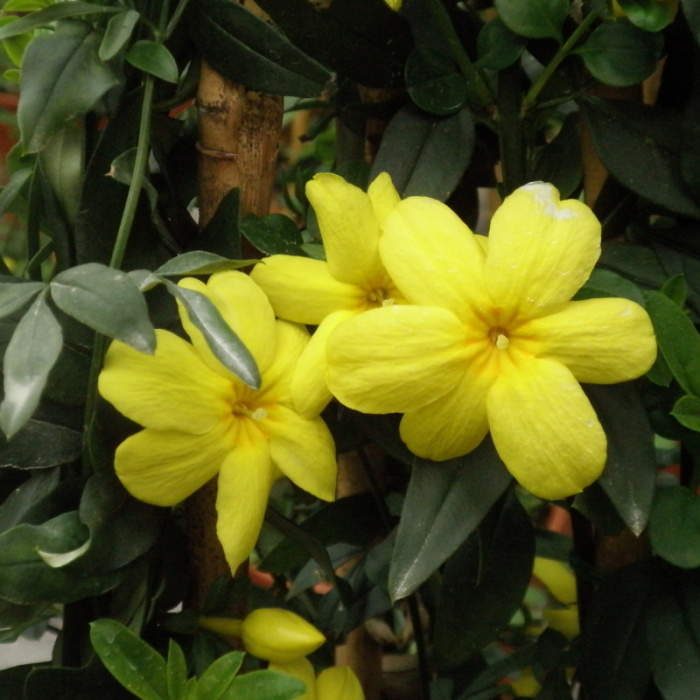 Levně Jasmín nahokvětý květináč 2 litry, výška 55cm, vyvazovaný