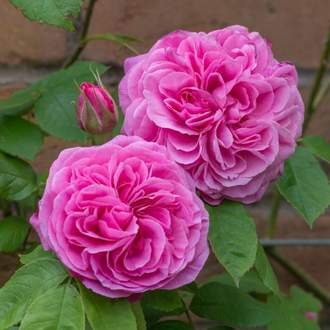 Růže D. Austin 'Gertrude Jekyll' 6 litrů