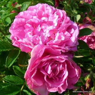 Růže Kordes 'Romantic Roadrunner' 2 litry